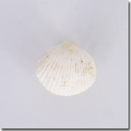 maennerschmuck nr.13